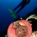 anemonefish_pink_mid_v_0705_png1250.jpg
